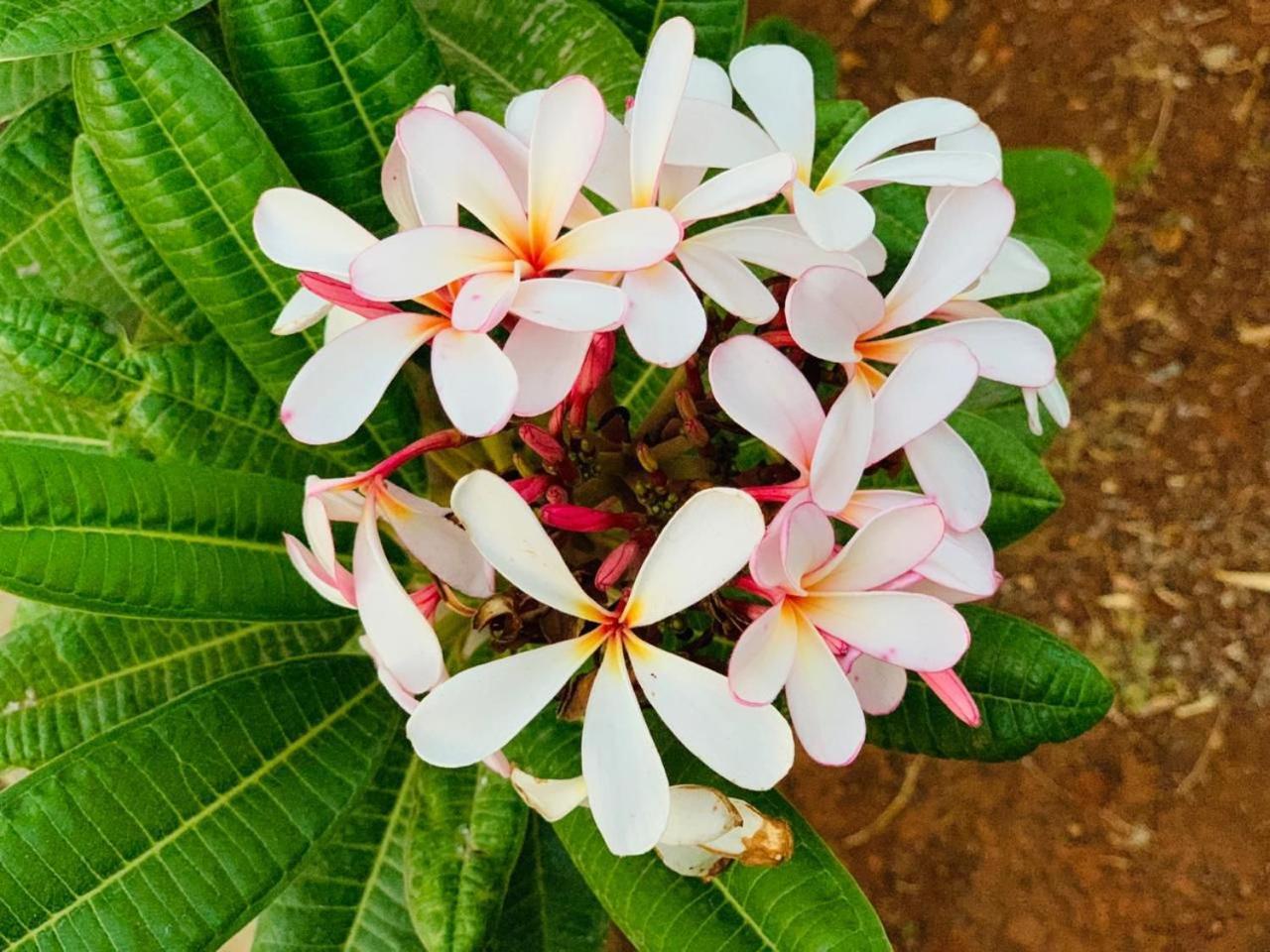 Mizzle Exotica Lonavala Apartment Екстериор снимка